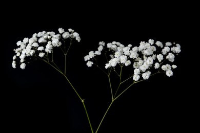 Photo of Beautiful delicate gypsophila flowers on black background
