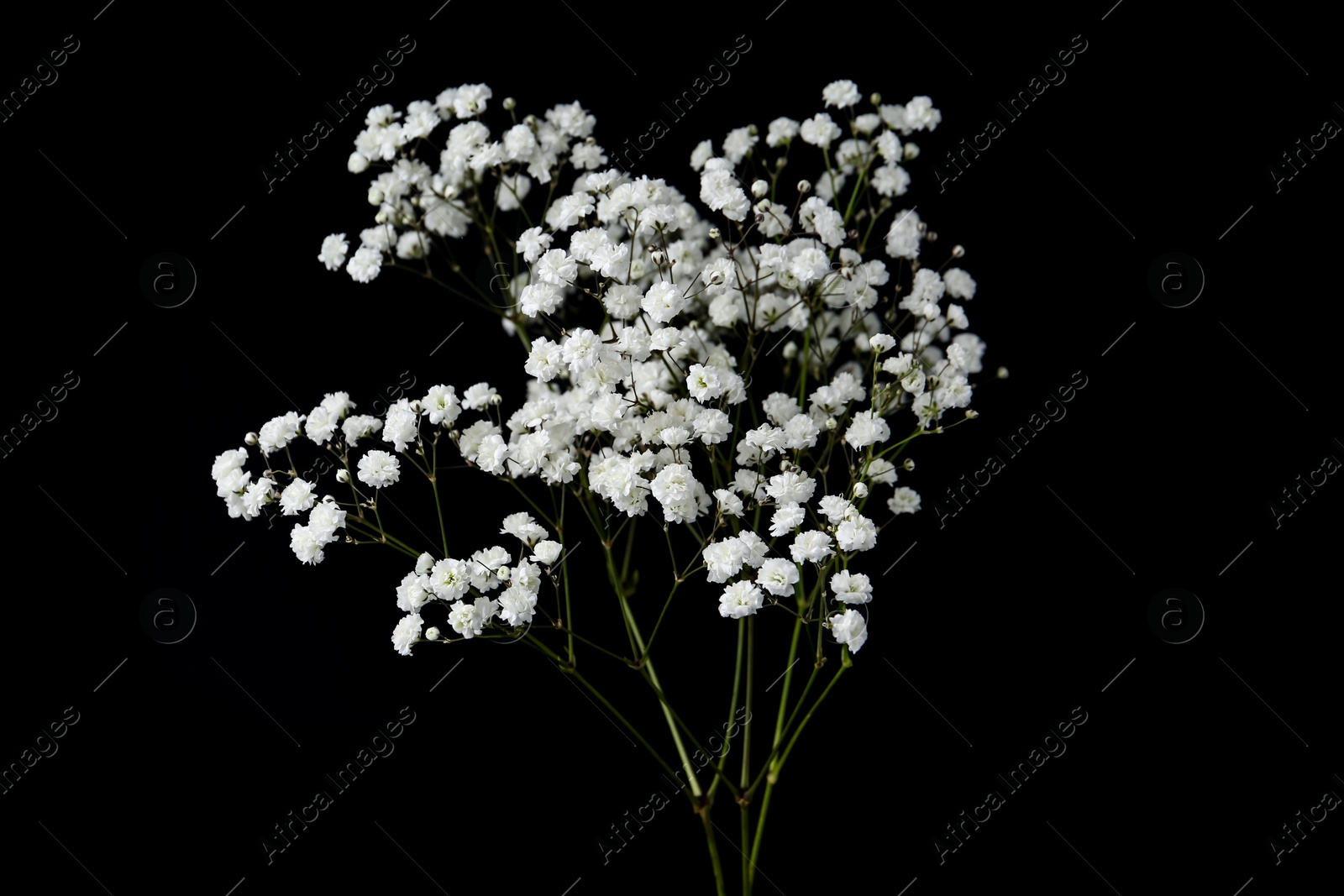 Beautiful delicate gypsophila flowers on black background Photo of Beautiful delicate gypsophila flowers on black background