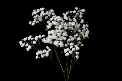 Photo of Beautiful delicate gypsophila flowers on black background