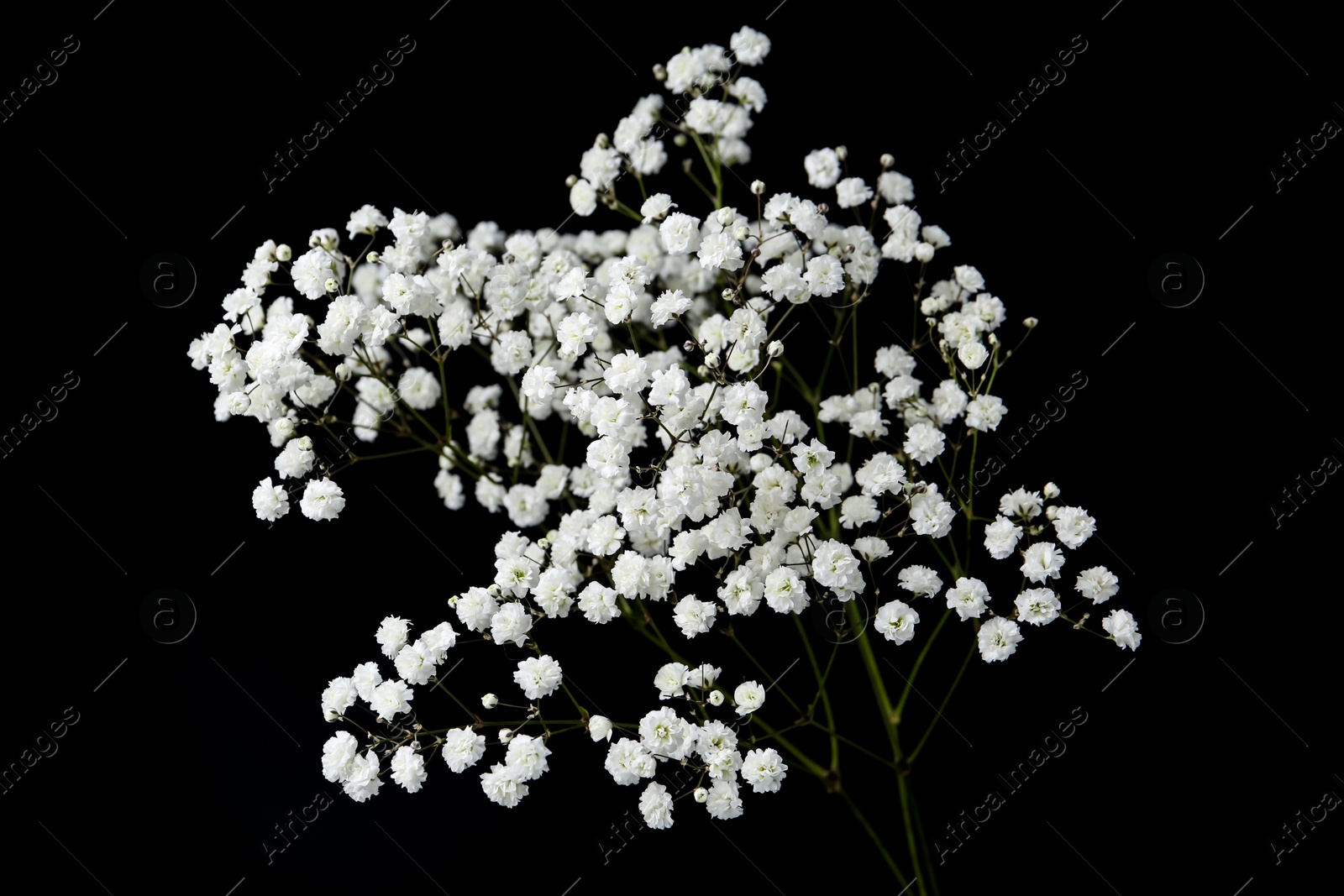 Beautiful delicate gypsophila flowers on black background Photo of Beautiful delicate gypsophila flowers on black background