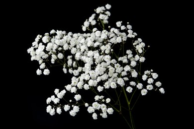 Photo of Beautiful delicate gypsophila flowers on black background