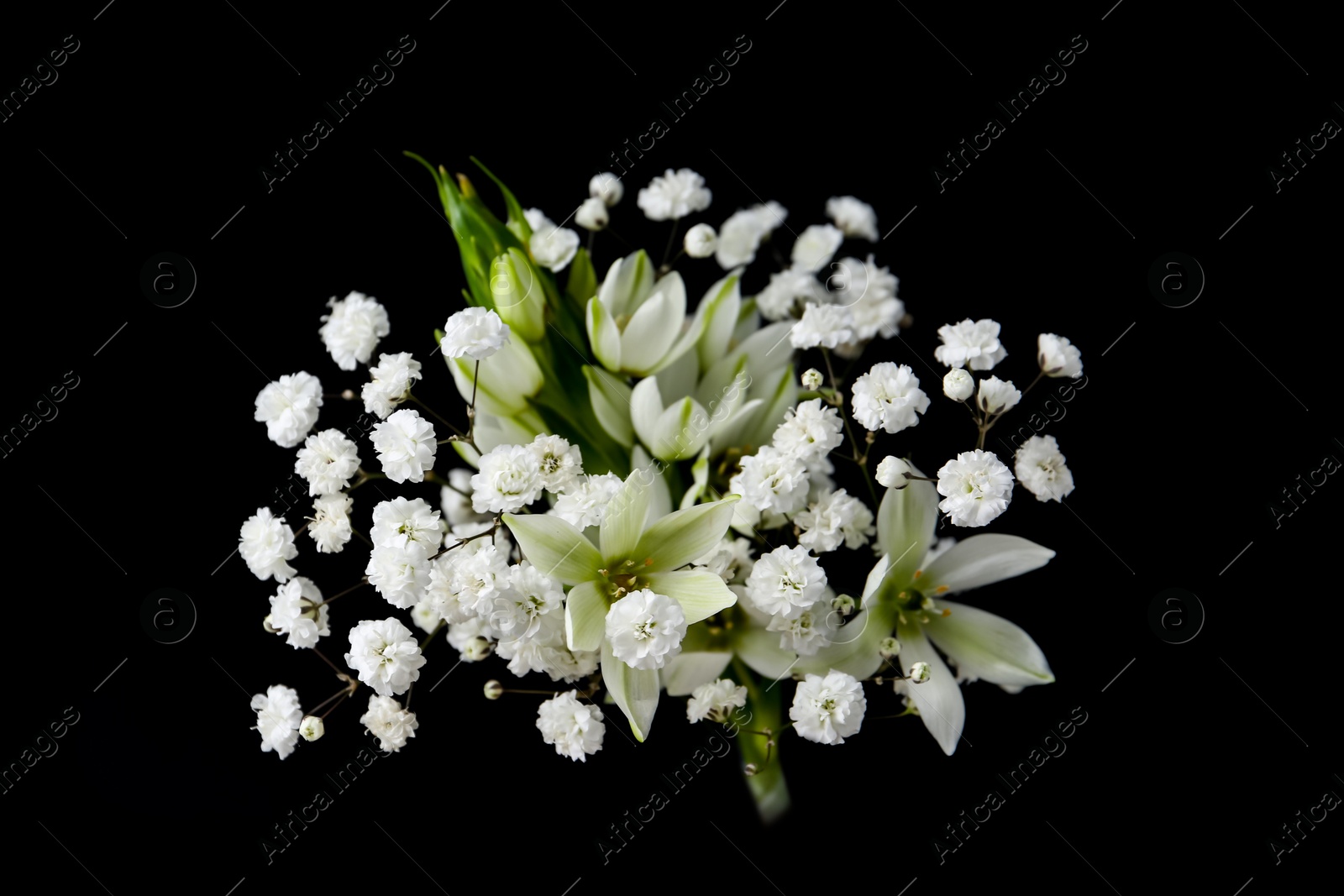 Woman holding bouquet with beautiful gypsophila and freesia on black background, closeup Photo of Woman holding bouquet with beautiful gypsophila and freesia on black background, closeup