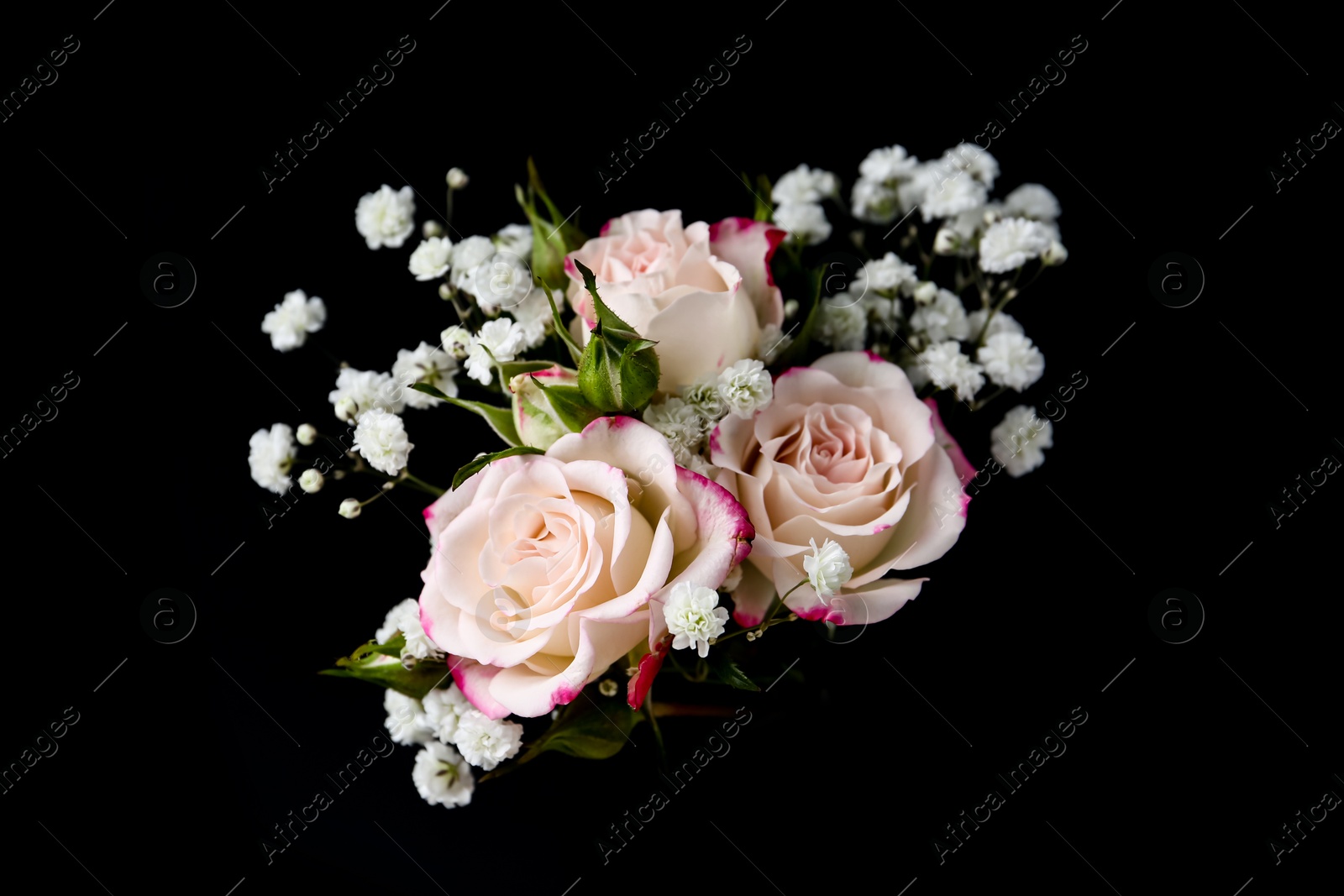 Woman holding bouquet with beautiful gypsophila and roses on black background, closeup Photo of Woman holding bouquet with beautiful gypsophila and roses on black background, closeup