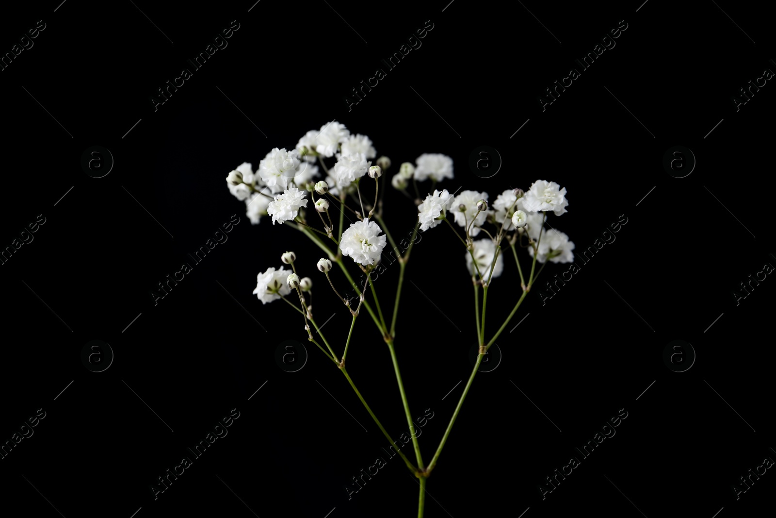 Beautiful delicate gypsophila flower on black background Photo of Beautiful delicate gypsophila flower on black background