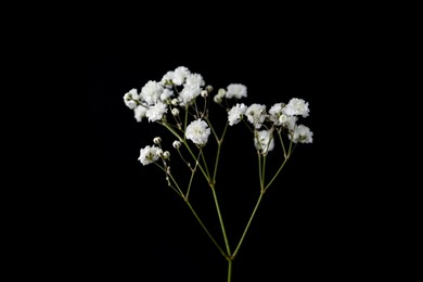 Photo of Beautiful delicate gypsophila flower on black background