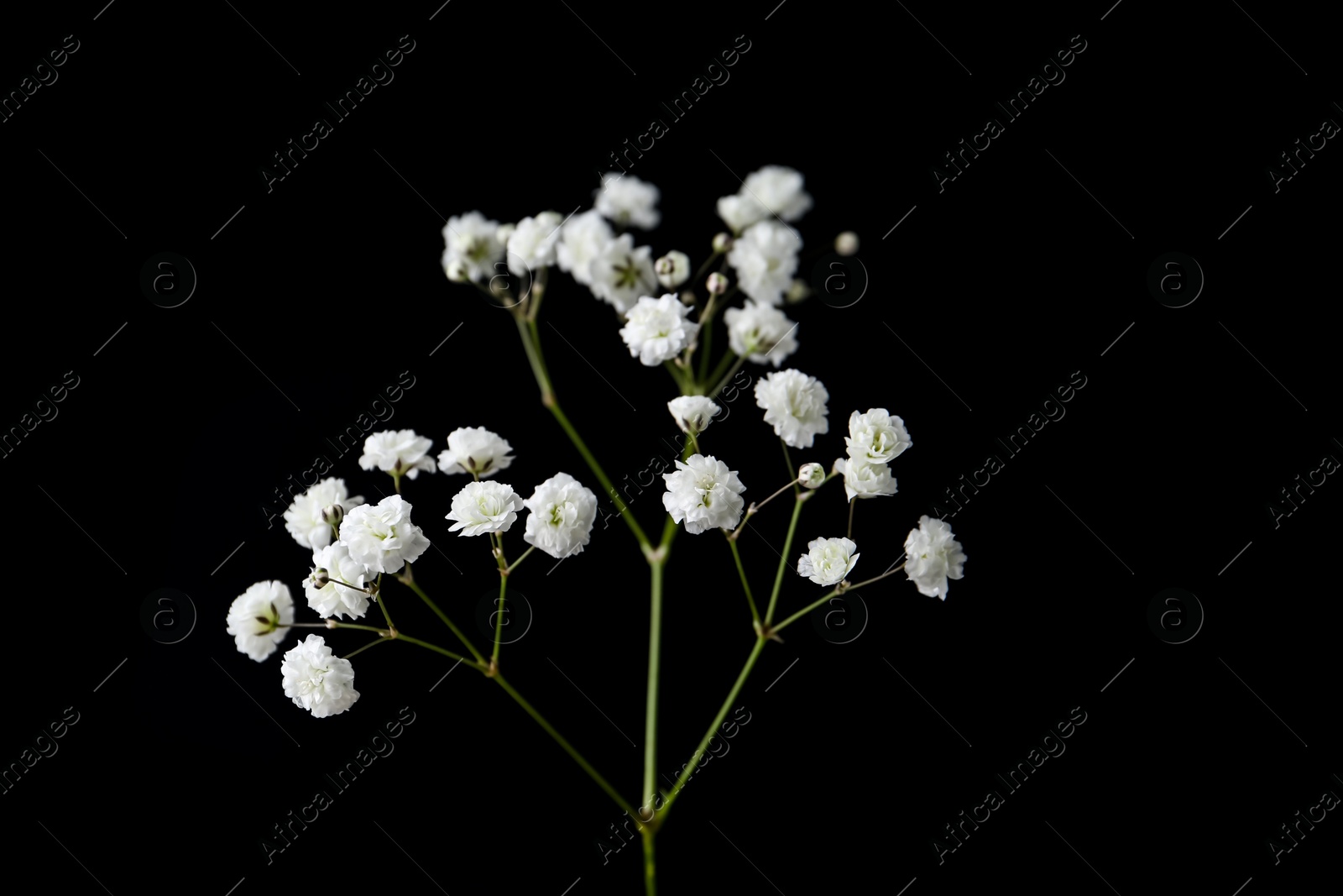 Beautiful delicate gypsophila flower on black background Photo of Beautiful delicate gypsophila flower on black background