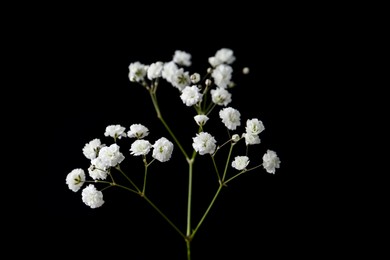 Photo of Beautiful delicate gypsophila flower on black background