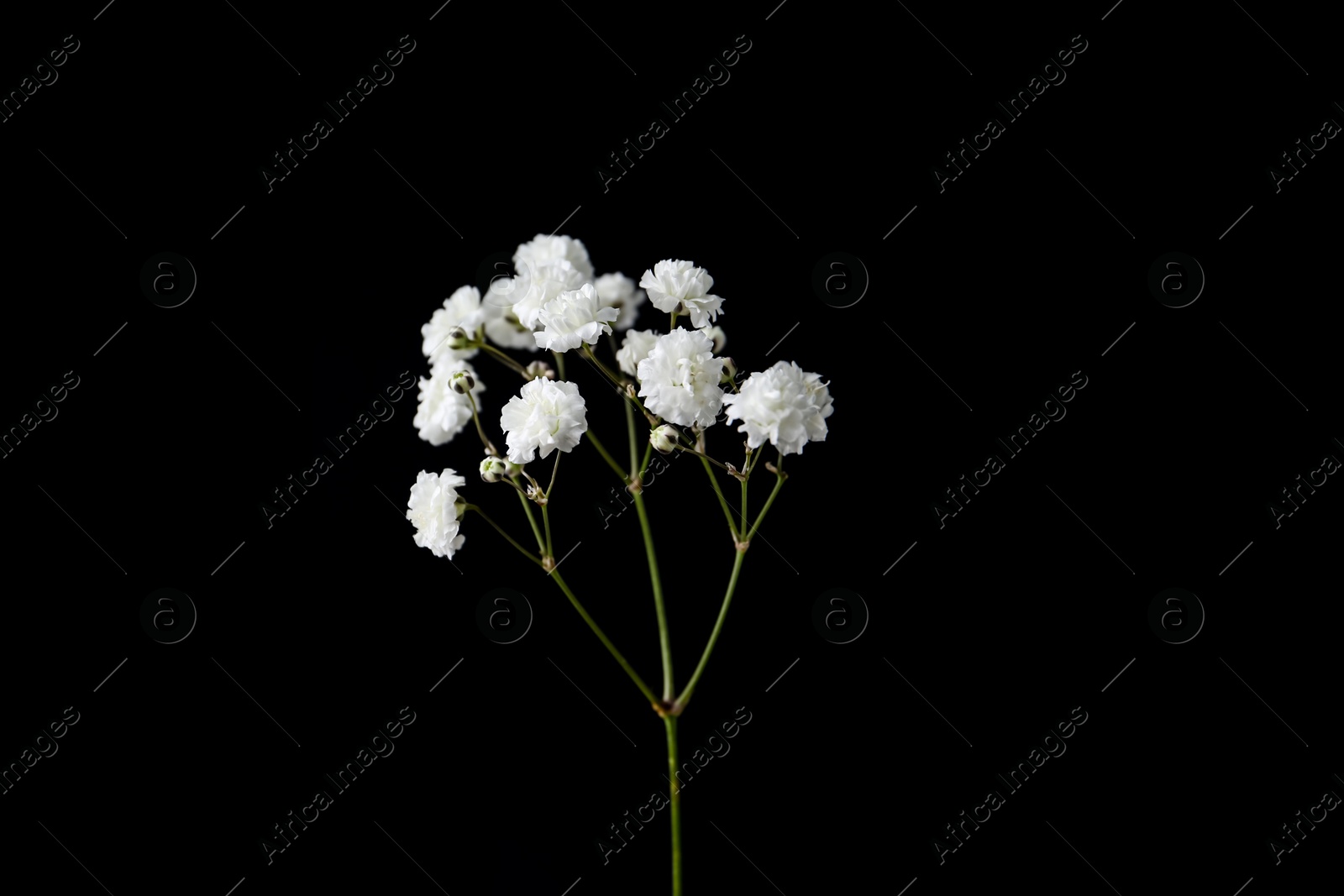 Beautiful delicate gypsophila flower on black background Photo of Beautiful delicate gypsophila flower on black background