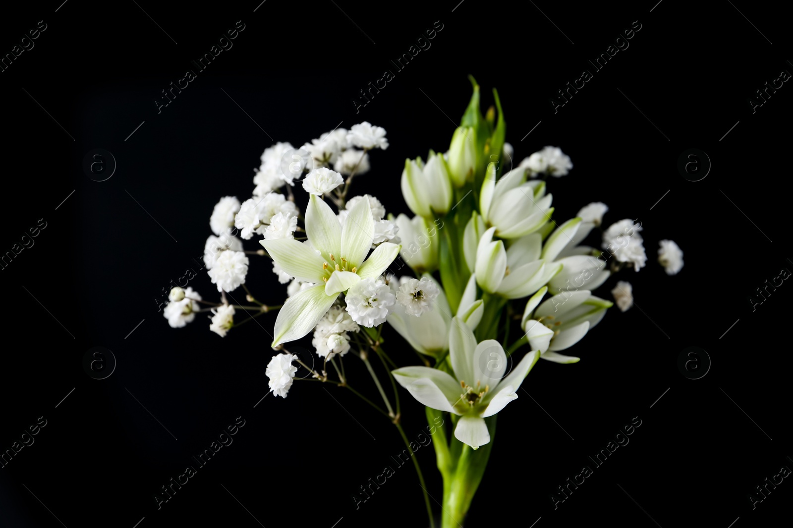 Bouquet with beautiful gypsophila and freesia on white background Photo of Bouquet with beautiful gypsophila and freesia on white background