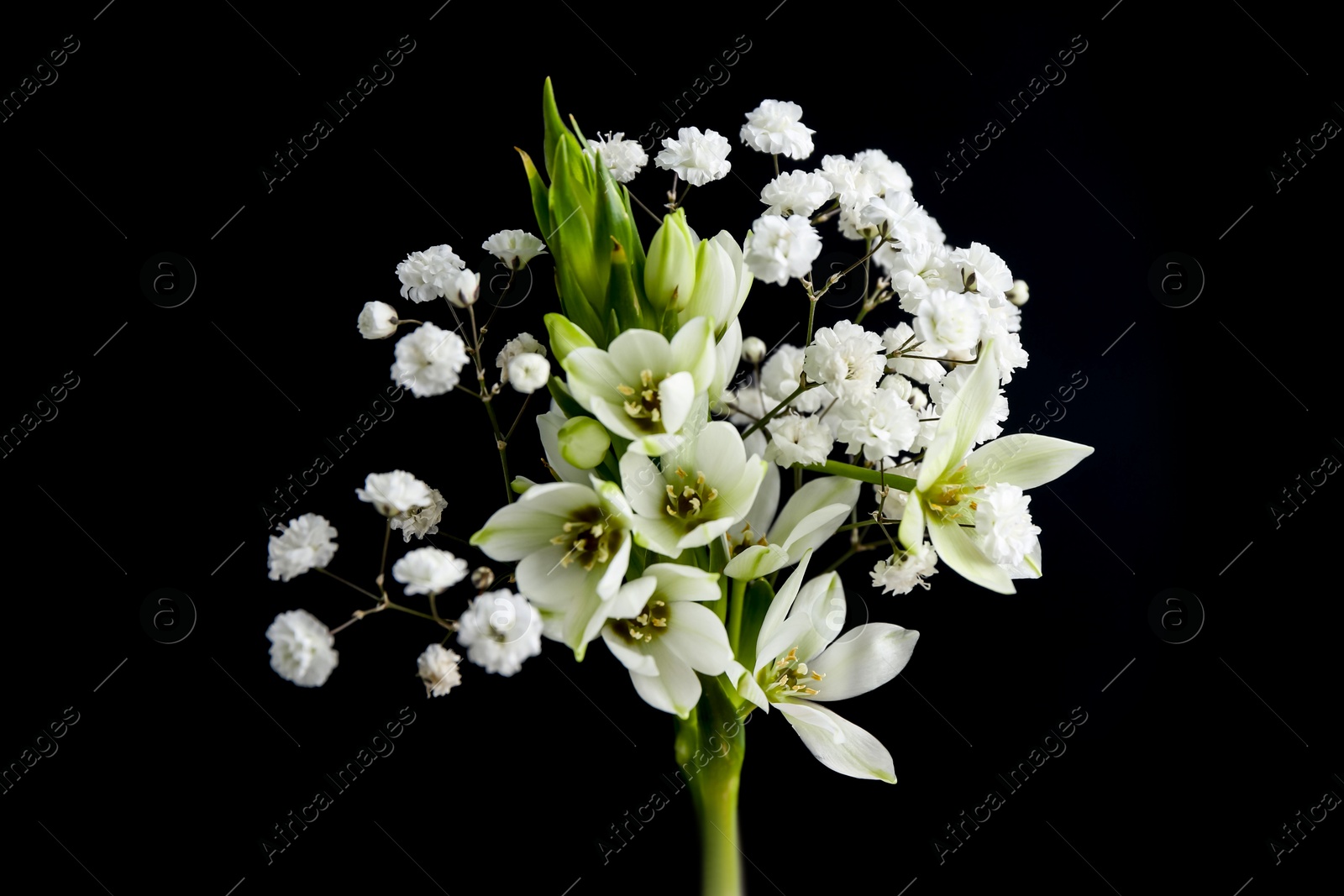 Woman holding bouquet with beautiful gypsophila and freesia on black background, closeup Photo of Woman holding bouquet with beautiful gypsophila and freesia on black background, closeup