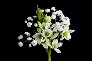 Photo of Woman holding bouquet with beautiful gypsophila and freesia on black background, closeup