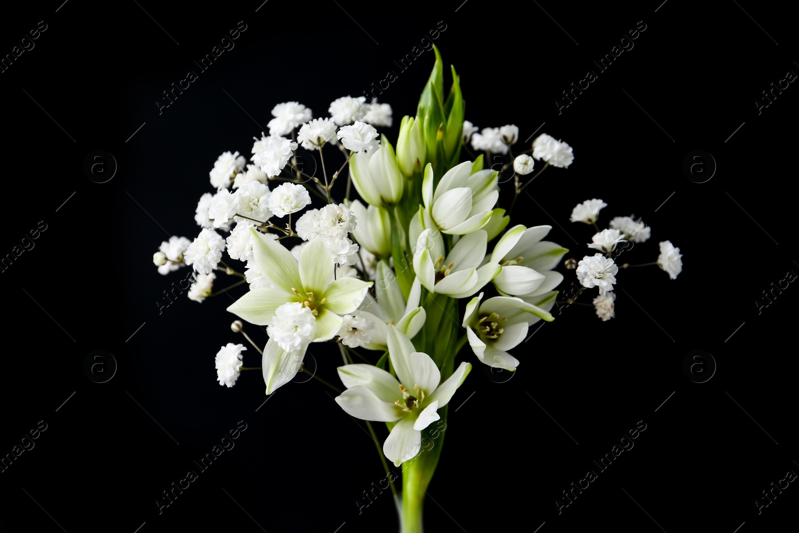 Woman holding bouquet with beautiful gypsophila and freesia on black background, closeup Photo of Woman holding bouquet with beautiful gypsophila and freesia on black background, closeup