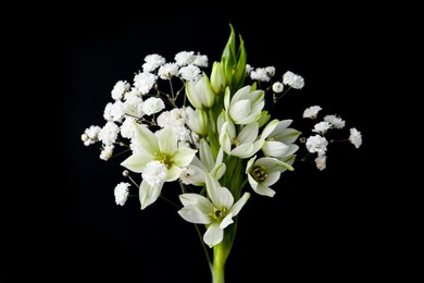 Photo of Woman holding bouquet with beautiful gypsophila and freesia on black background, closeup