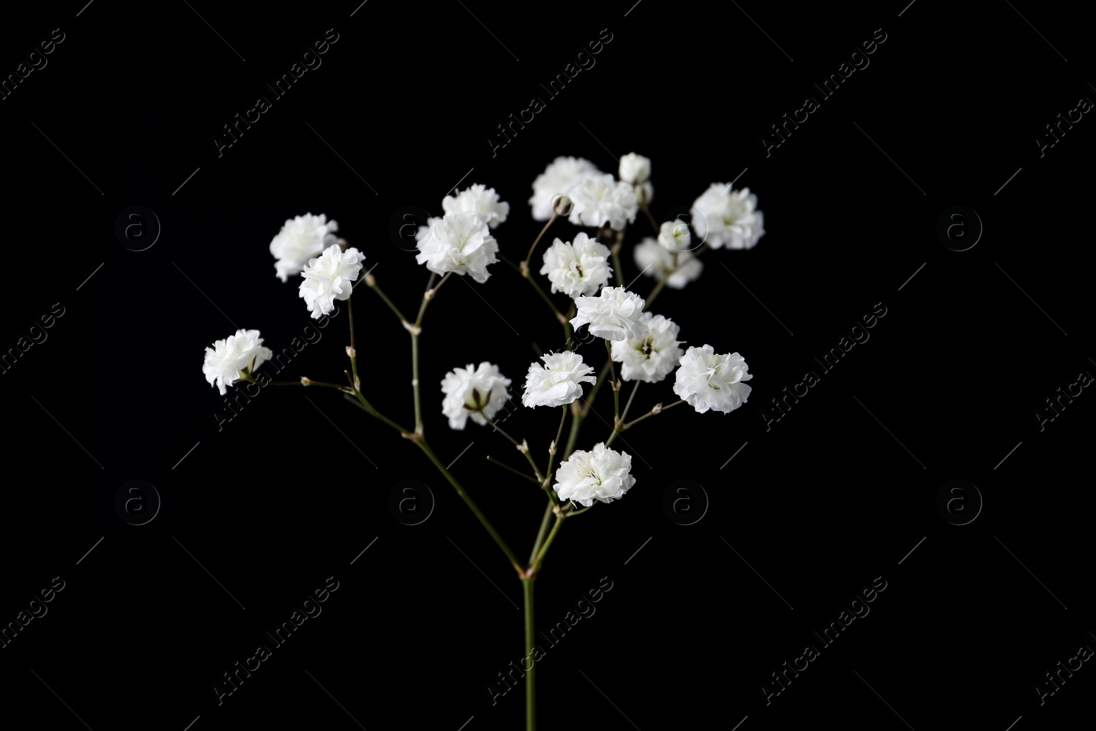 Beautiful delicate gypsophila flower on black background Photo of Beautiful delicate gypsophila flower on black background
