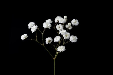 Photo of Beautiful delicate gypsophila flower on black background