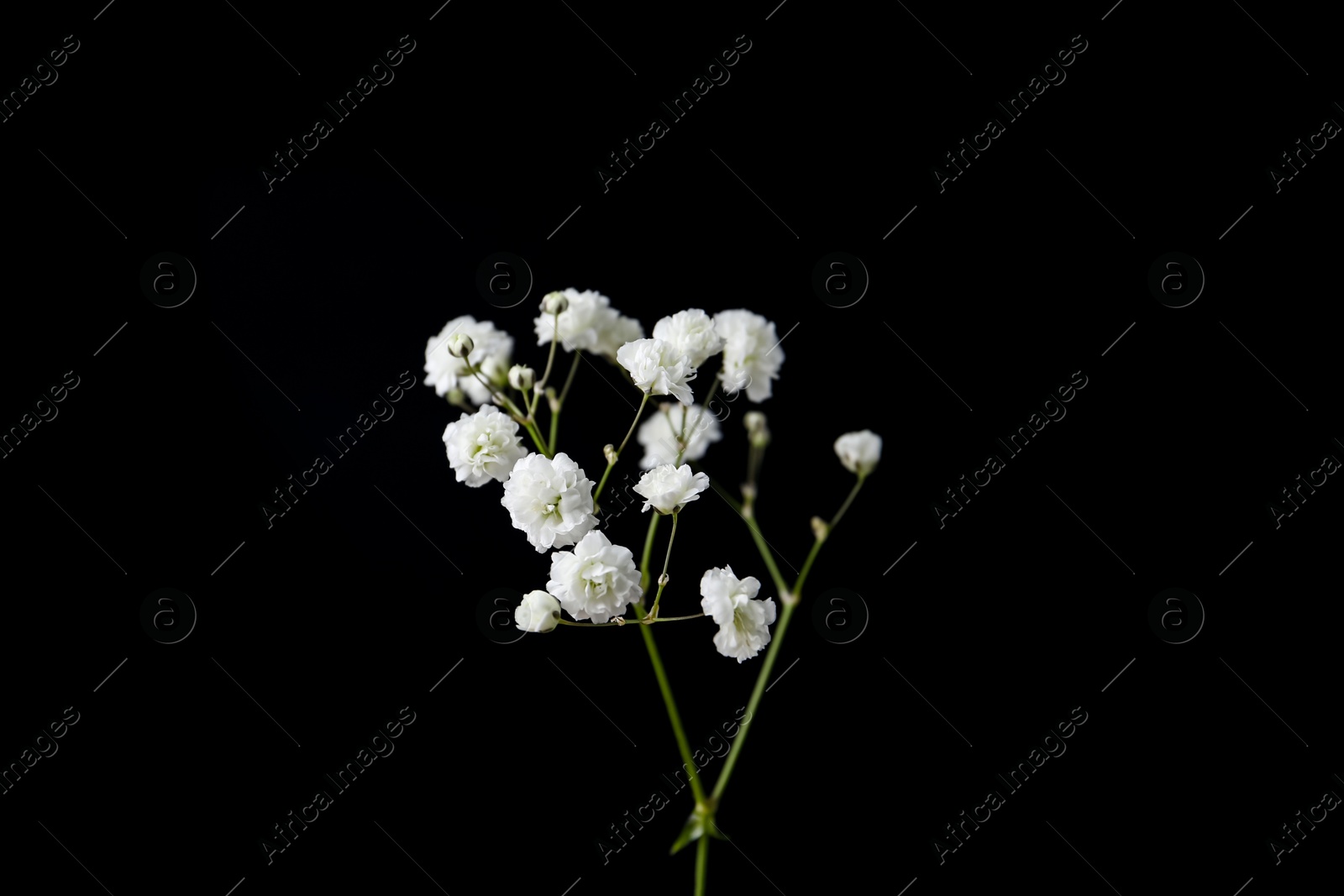 Woman holding beautiful gypsophila on black background, closeup Photo of Woman holding beautiful gypsophila on black background, closeup