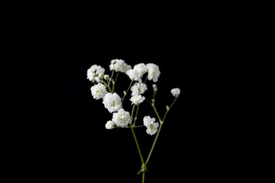 Photo of Woman holding beautiful gypsophila on black background, closeup