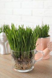 Photo of Wheat grass in transparent pots on wooden table near white brick wall, closeup