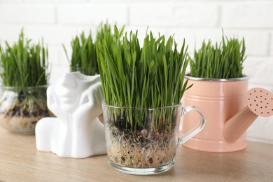 Photo of Wheat grass in transparent pots on wooden table near white brick wall, closeup