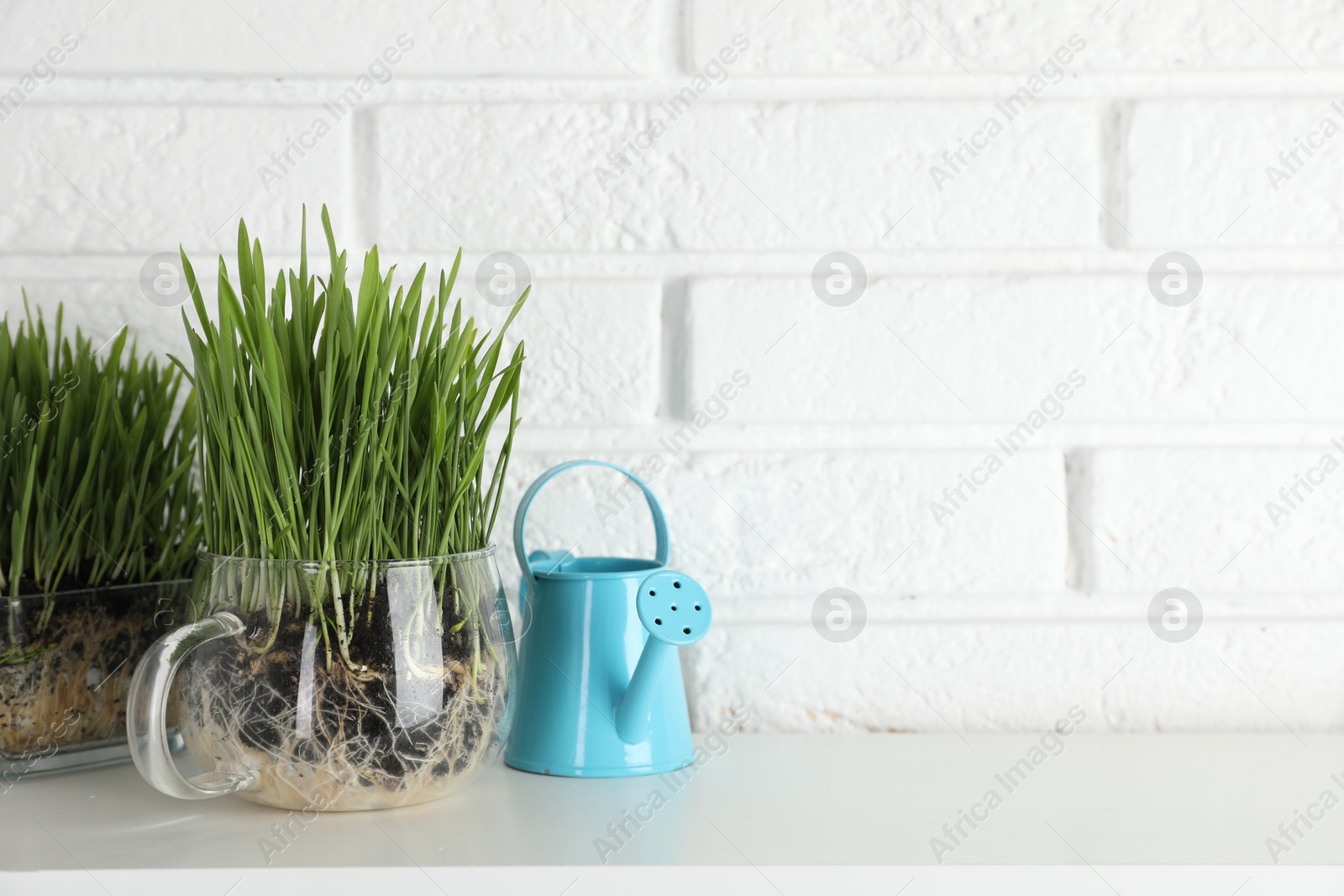 Wheat grass in transparent pots and watering can on table near white brick wall. Space for text Photo of Wheat grass in transparent pots and watering can on table near white brick wall. Space for text