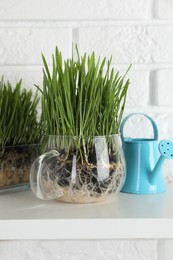 Photo of Wheat grass in transparent pots and watering can on shelf near white brick wall, closeup