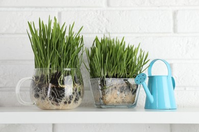 Photo of Wheat grass in transparent pots and watering can on shelf near white brick wall