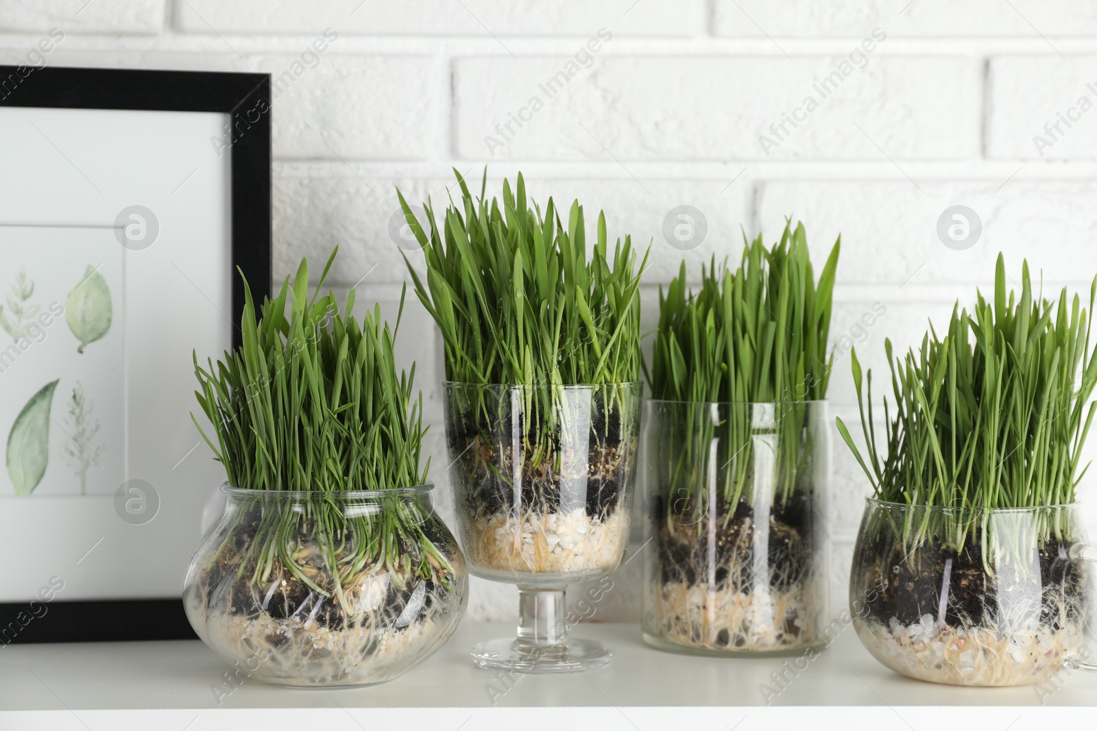 Wheat grass in transparent pots and framed poster on table near white brick wall Photo of Wheat grass in transparent pots and framed poster on table near white brick wall