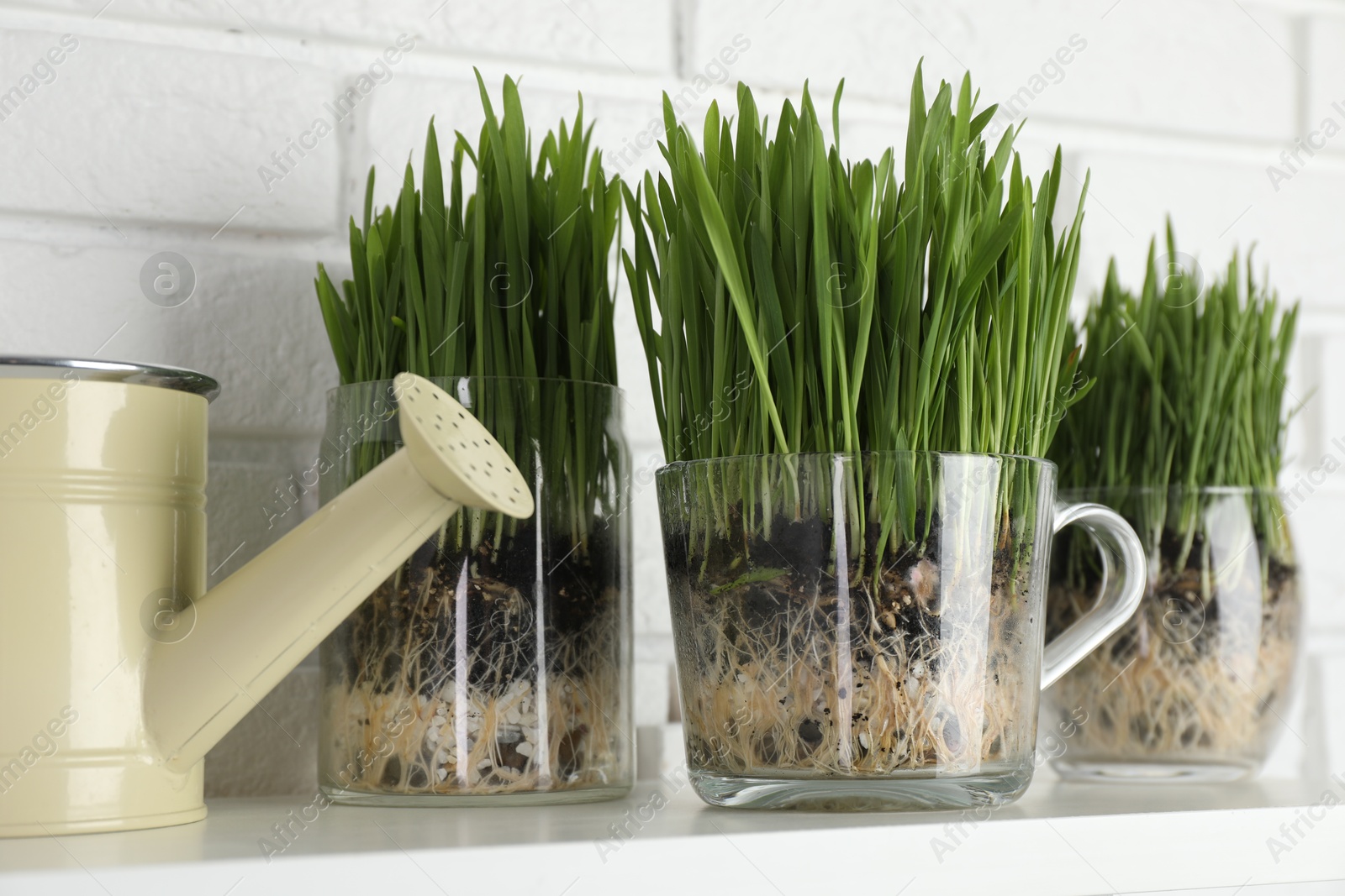 Wheat grass in transparent pots and watering can on shelf near white brick wall, closeup Photo of Wheat grass in transparent pots and watering can on shelf near white brick wall, closeup