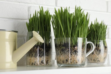 Photo of Wheat grass in transparent pots and watering can on shelf near white brick wall, closeup