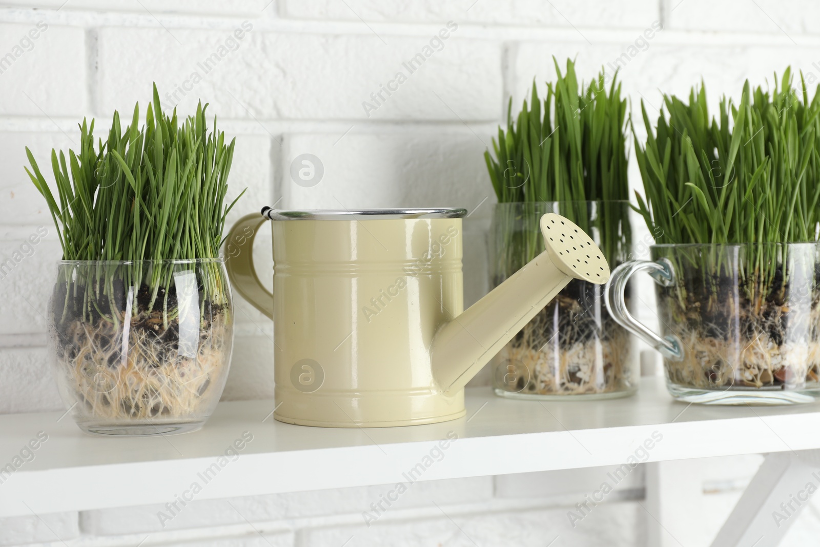 Wheat grass in transparent pots and watering can on shelf near white brick wall Photo of Wheat grass in transparent pots and watering can on shelf near white brick wall