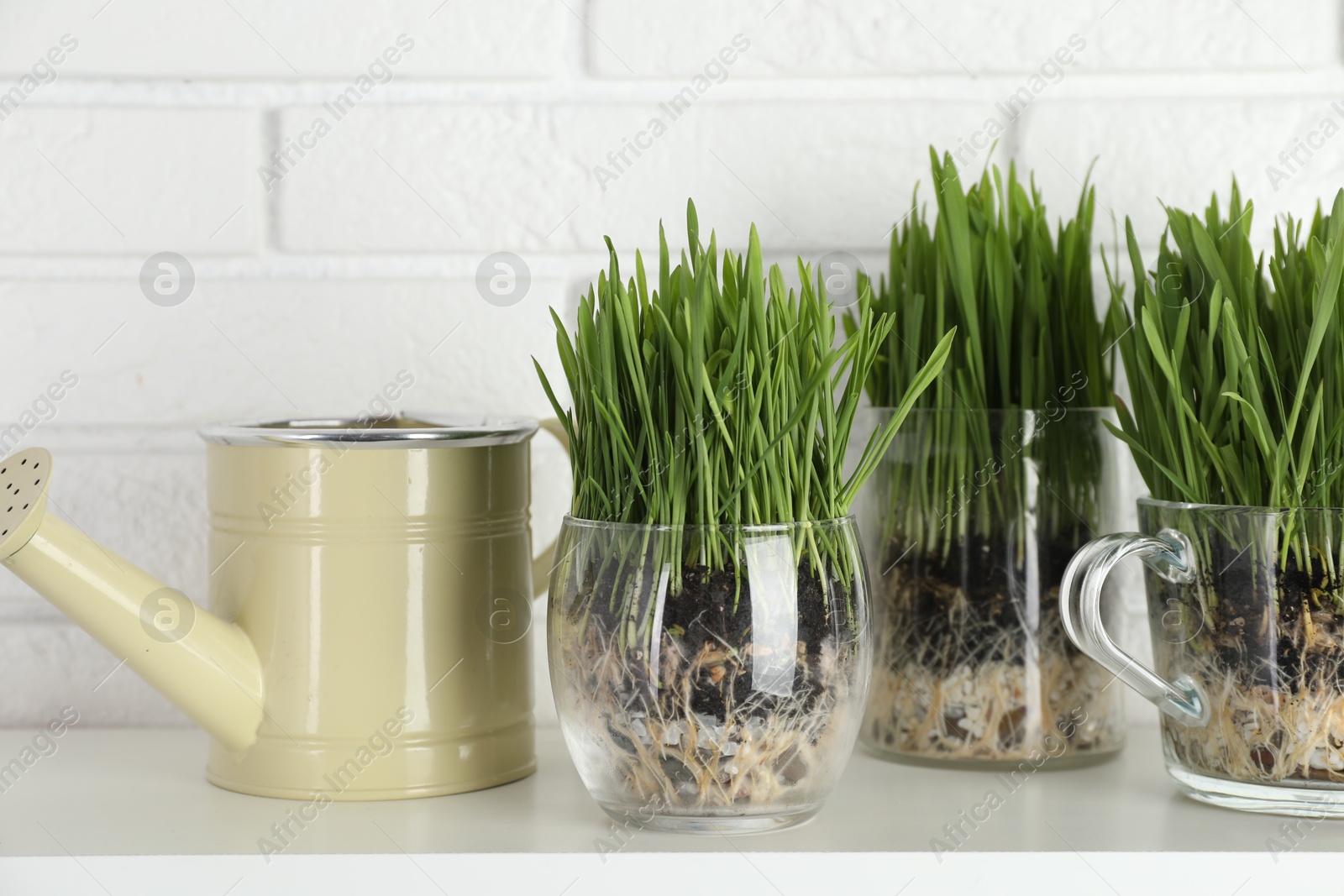 Wheat grass in transparent pots and watering can on shelf near white brick wall Photo of Wheat grass in transparent pots and watering can on shelf near white brick wall
