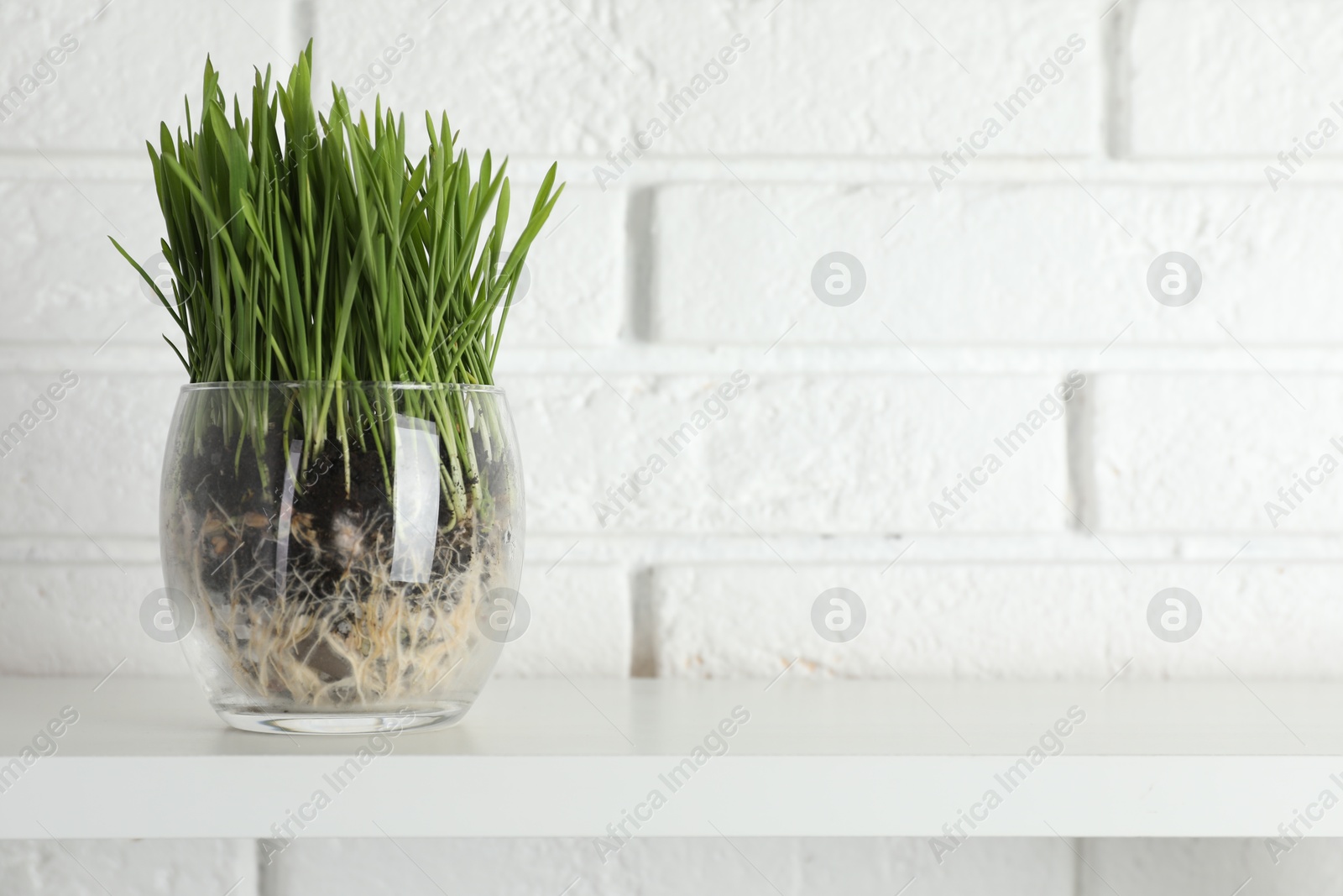 Wheat grass in transparent pot on shelf near white brick wall. Space for text Photo of Wheat grass in transparent pot on shelf near white brick wall. Space for text
