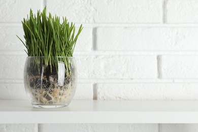 Photo of Wheat grass in transparent pot on shelf near white brick wall. Space for text
