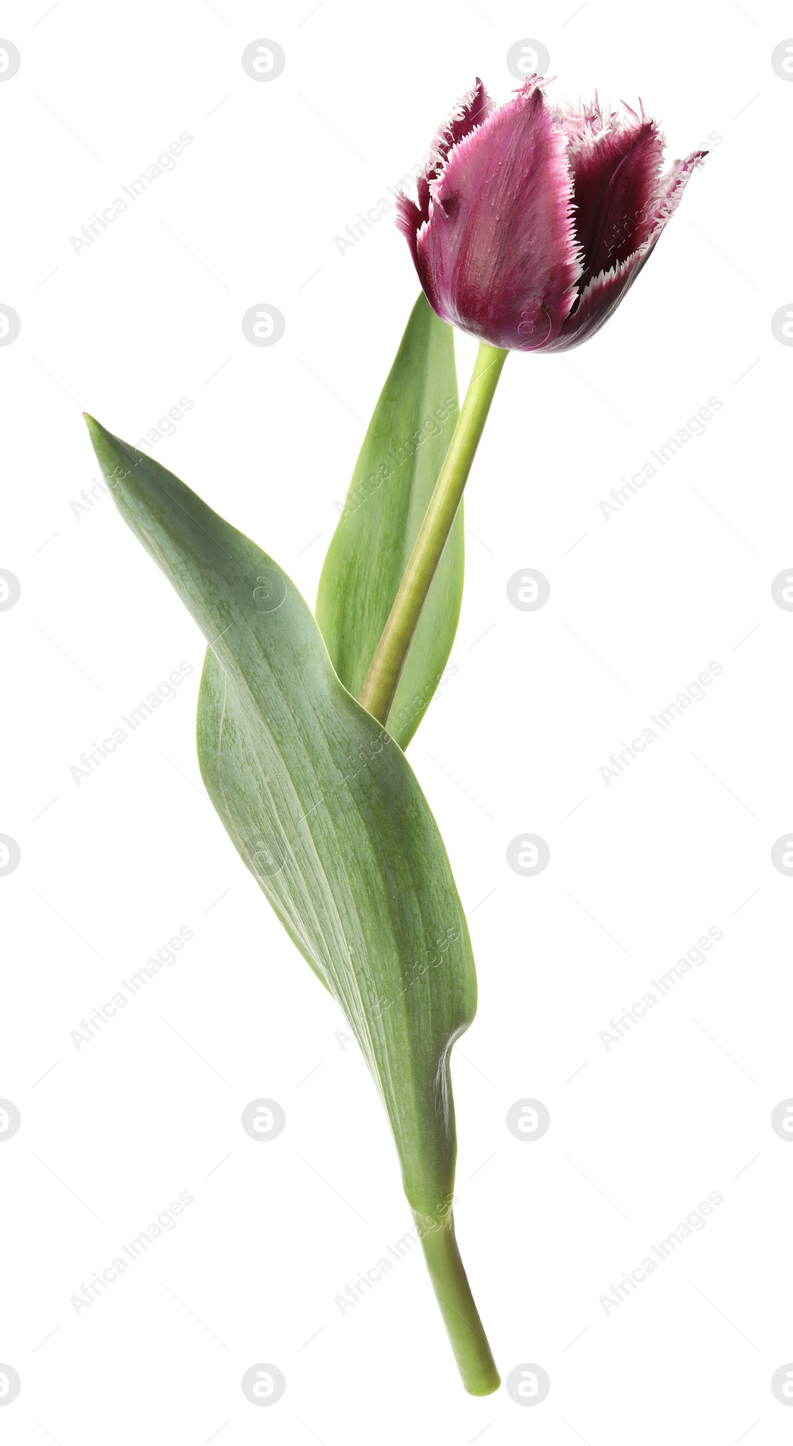 One beautiful color tulip isolated on white Photo of One beautiful color tulip isolated on white