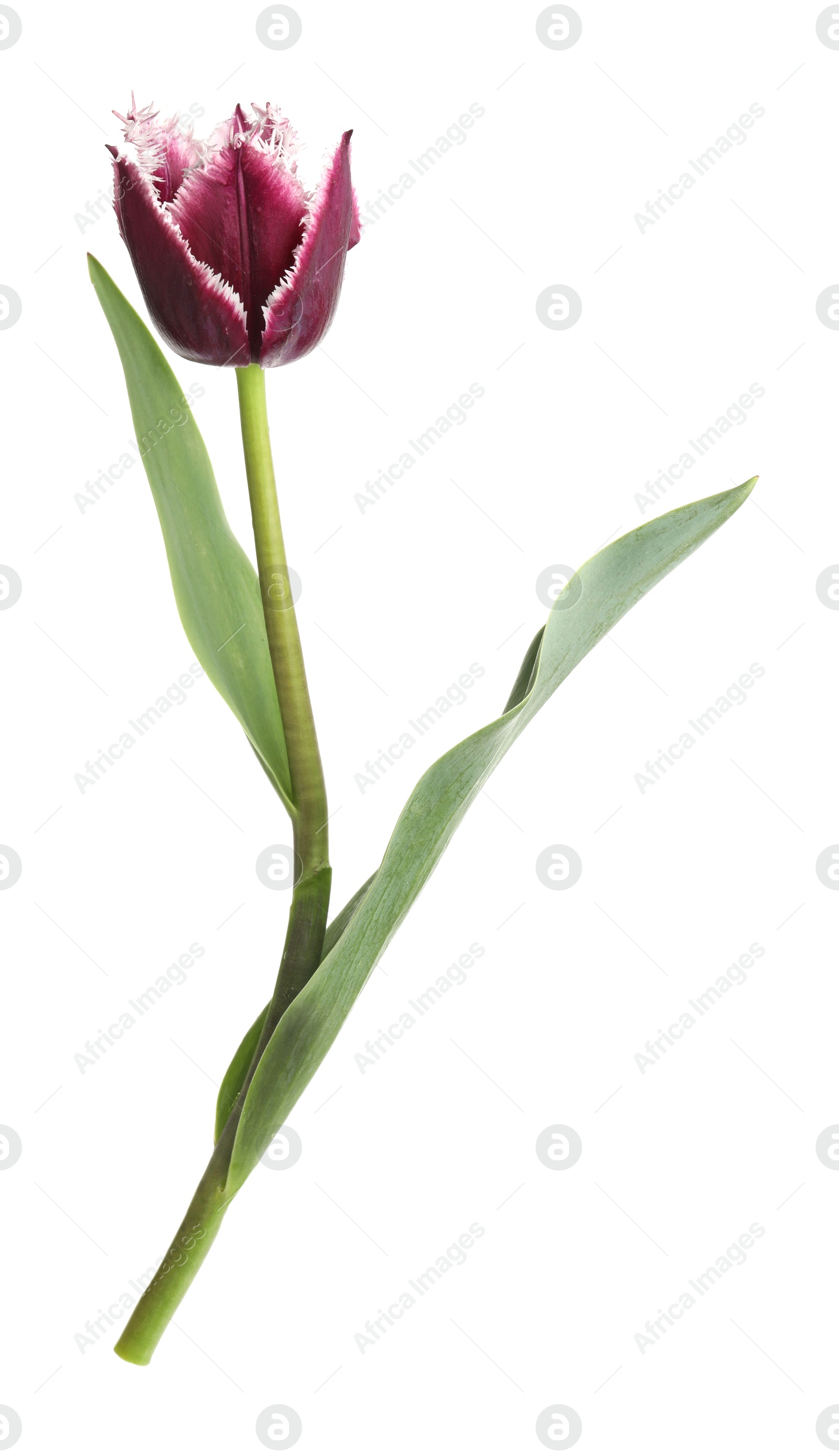 One beautiful color tulip isolated on white Photo of One beautiful color tulip isolated on white