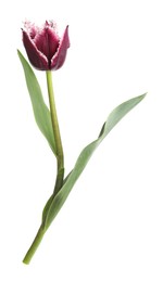 Photo of One beautiful color tulip isolated on white