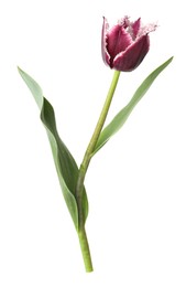 Photo of One beautiful color tulip isolated on white