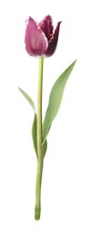 Photo of One beautiful color tulip isolated on white