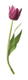 Photo of One beautiful color tulip isolated on white