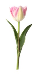 Photo of One beautiful colorful tulip isolated on white