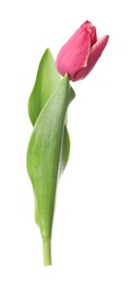 Photo of One beautiful pink tulip isolated on white