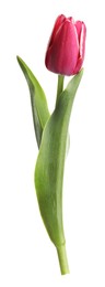 Photo of One beautiful pink tulip isolated on white