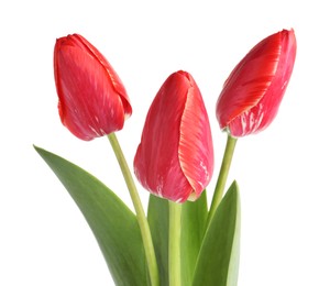 Photo of Three beautiful pink tulips isolated on white