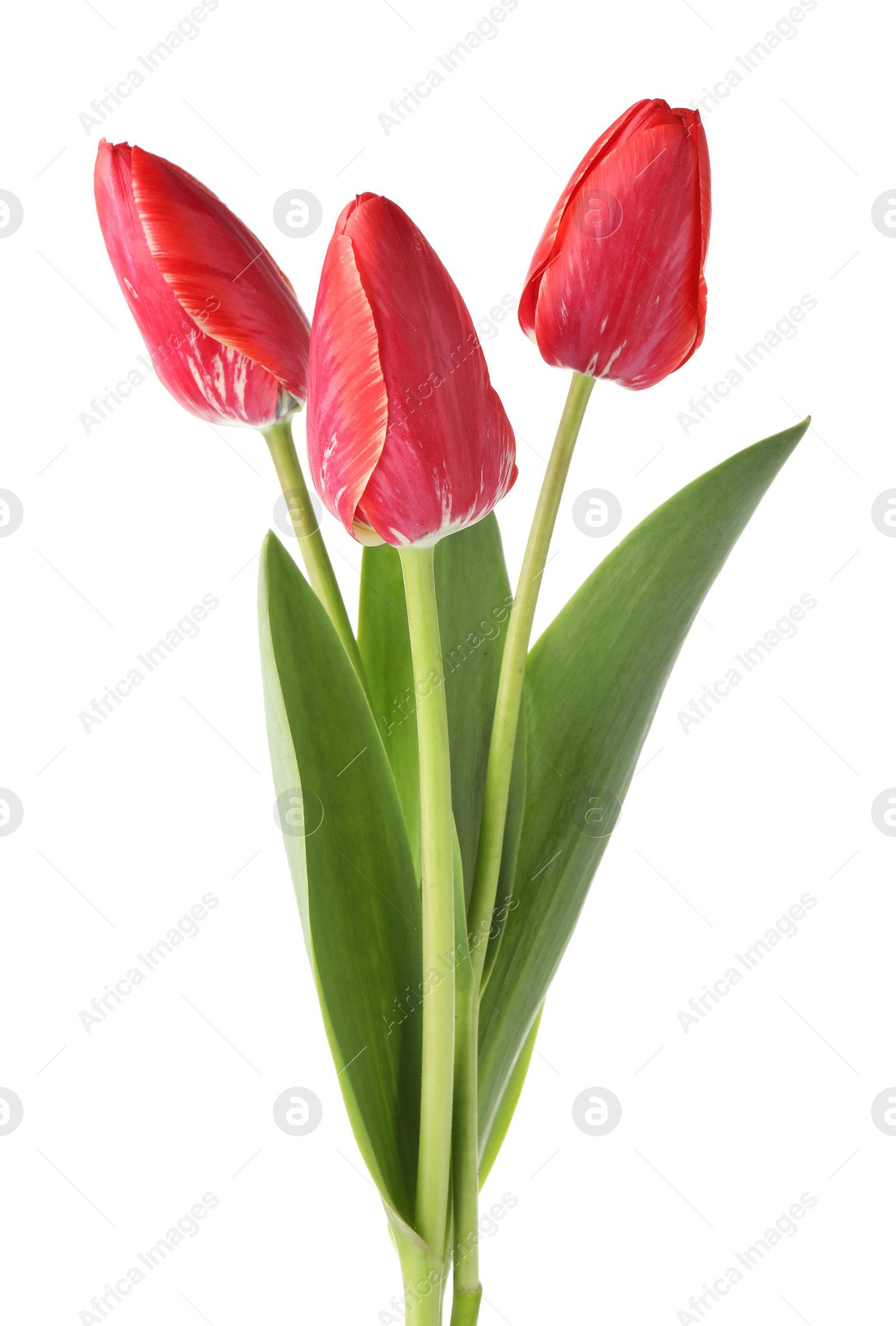 Three beautiful pink tulips isolated on white Photo of Three beautiful pink tulips isolated on white