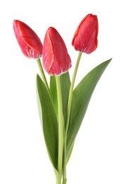 Photo of Three beautiful pink tulips isolated on white