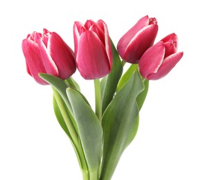 Photo of Many beautiful pink tulips isolated on white