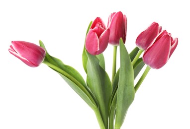 Photo of Many beautiful pink tulips isolated on white