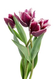 Photo of Three beautiful color tulips isolated on white