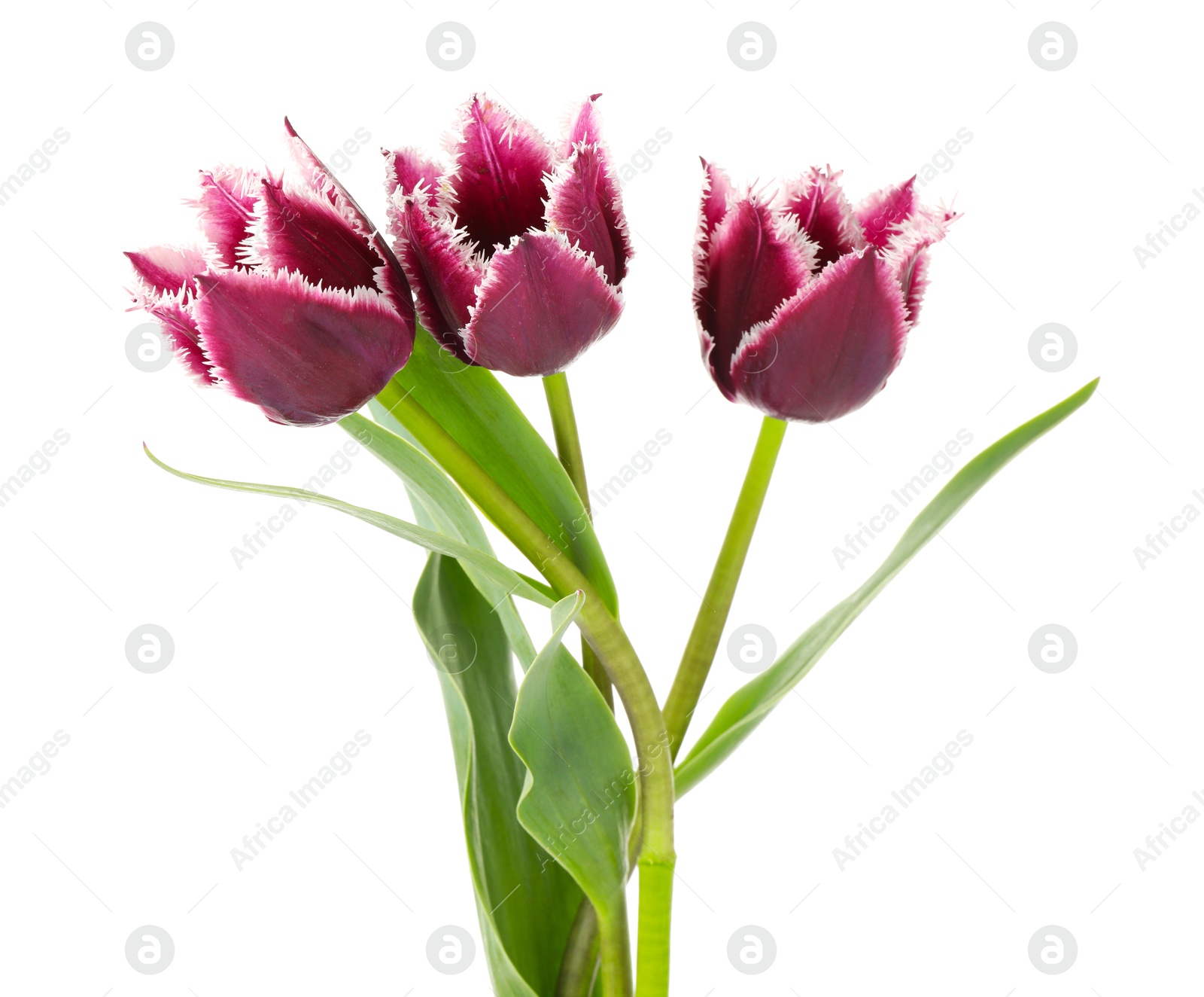 Three beautiful color tulips isolated on white Photo of Three beautiful color tulips isolated on white