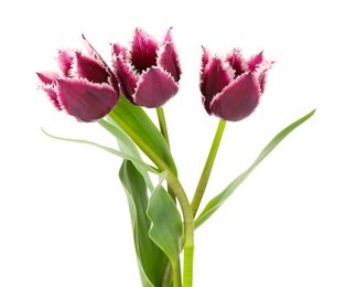 Photo of Three beautiful color tulips isolated on white